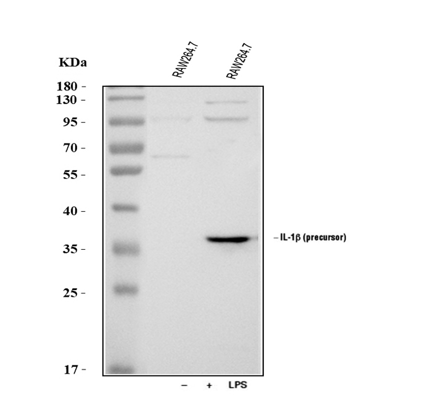 Cell stimulation antibody validation